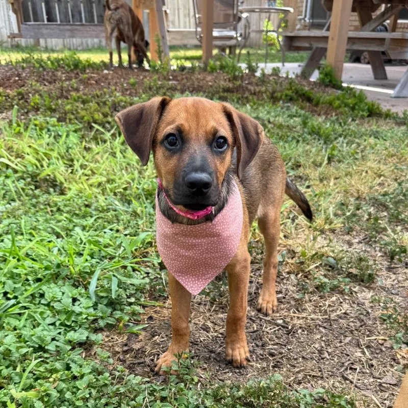 A young medium-sized female Bicolor Coonhound dog named Bean for adoption in Brownsville, TX