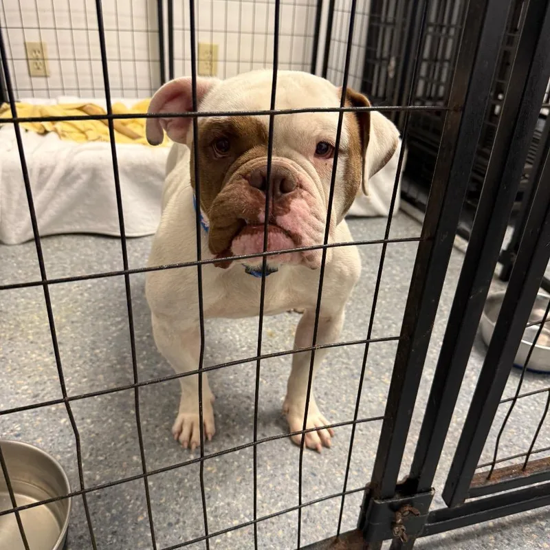 An adult medium-sized male White / Cream English Bulldog dog named Rodrick for adoption in Houston, TX