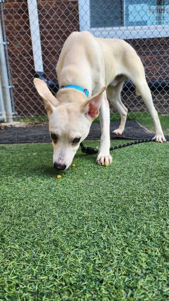 A young medium-sized male Cattle Dog dog named Kipper for adoption in New Kensington, PA
