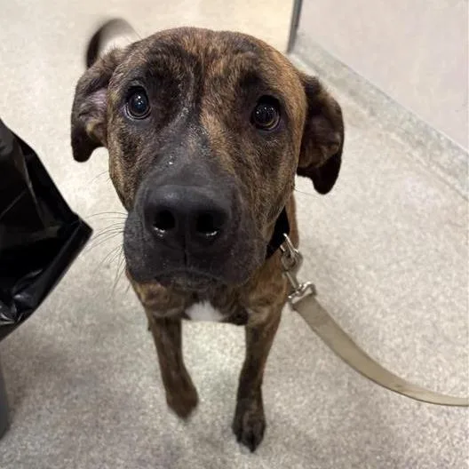 A young large-sized female Brindle Mixed Breed dog named Billy Piper for adoption in Jacksonville, FL