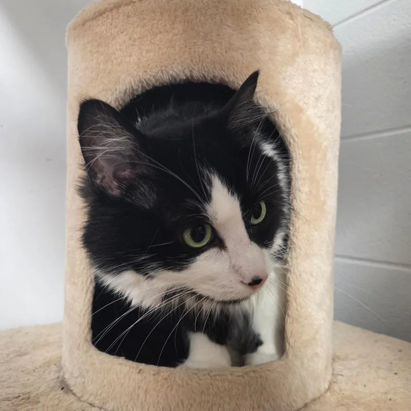 An adult large-sized female Black Domestic Medium Hair cat named Aspen for adoption in South Elgin, IL