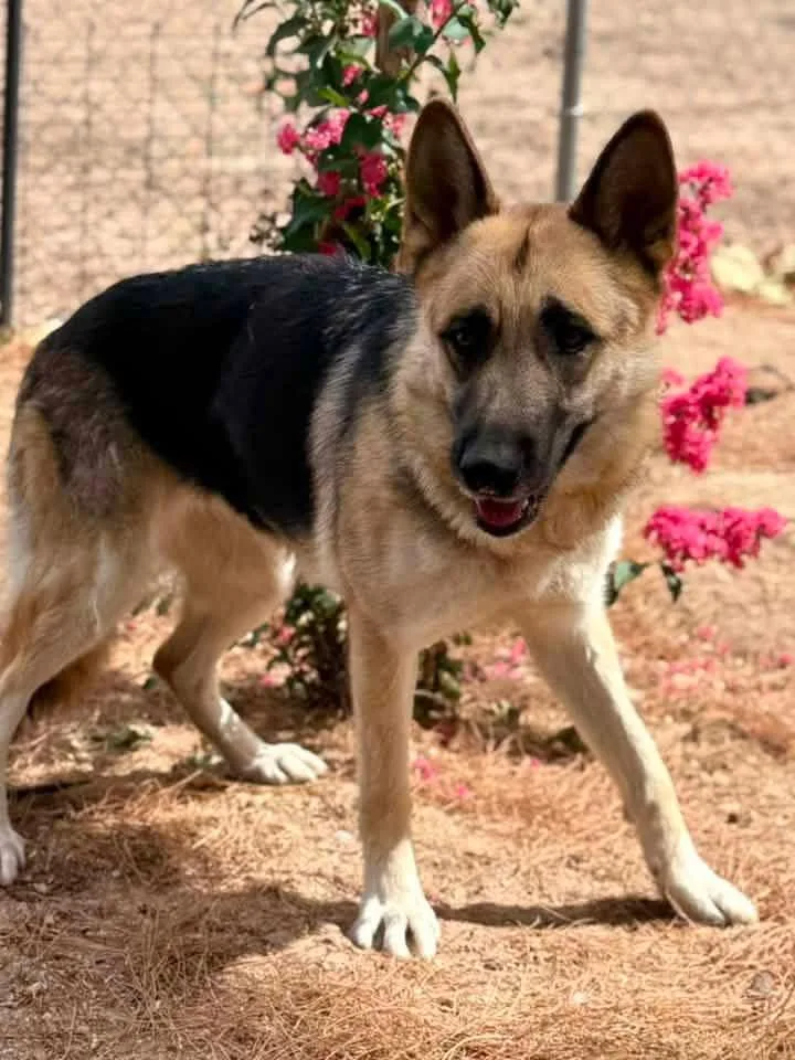 An adult large-sized female German Shepherd Dog dog named Lainey for adoption in Jefferson City, MO