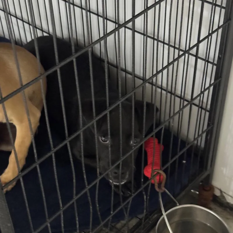 A baby small-sized male Black Pit Bull Terrier dog named Atlantic for adoption in Newberg, OR