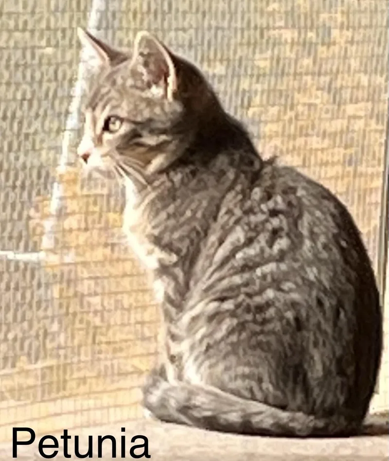 A baby medium-sized female American Shorthair cat named Petunia for adoption in Moreno Valley, CA