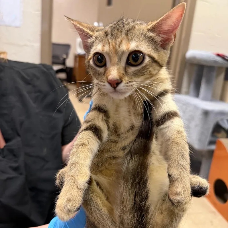 A baby small-sized female Torbie Domestic Short Hair cat named Bryony for adoption in Birmingham, AL