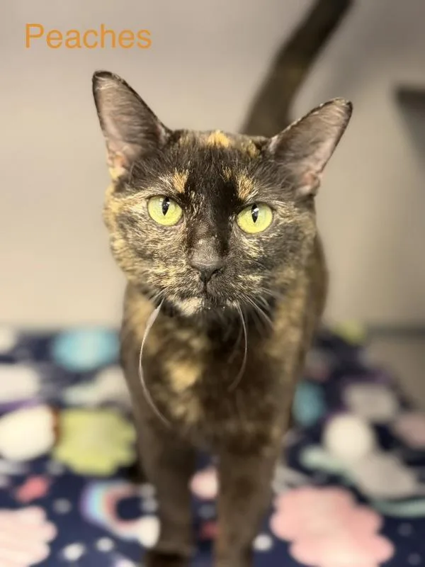 An adult medium-sized female Domestic Short Hair cat named Peaches for adoption in Canton, GA