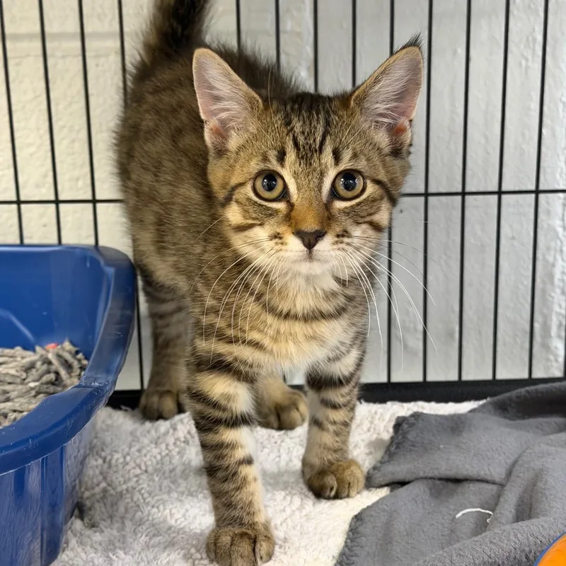 A baby small-sized male Brown / Chocolate Domestic Short Hair cat named Moo for adoption in Hampton Bays, NY