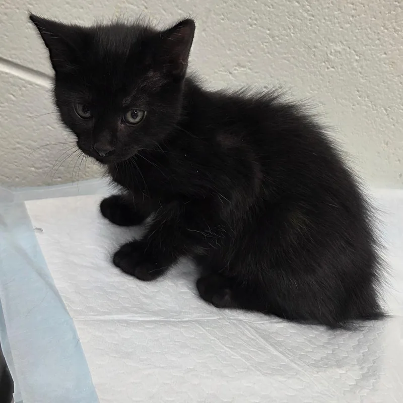 A baby small-sized male Black Domestic Short Hair cat named Bear for adoption in Chattanooga, TN