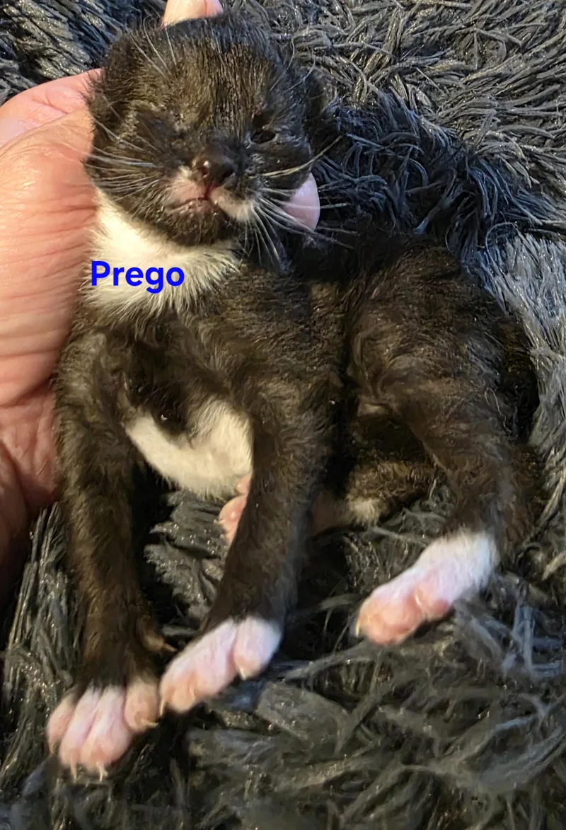 A baby medium-sized male Black & White / Tuxedo Tuxedo cat named Prego for adoption in Jamesville, NY