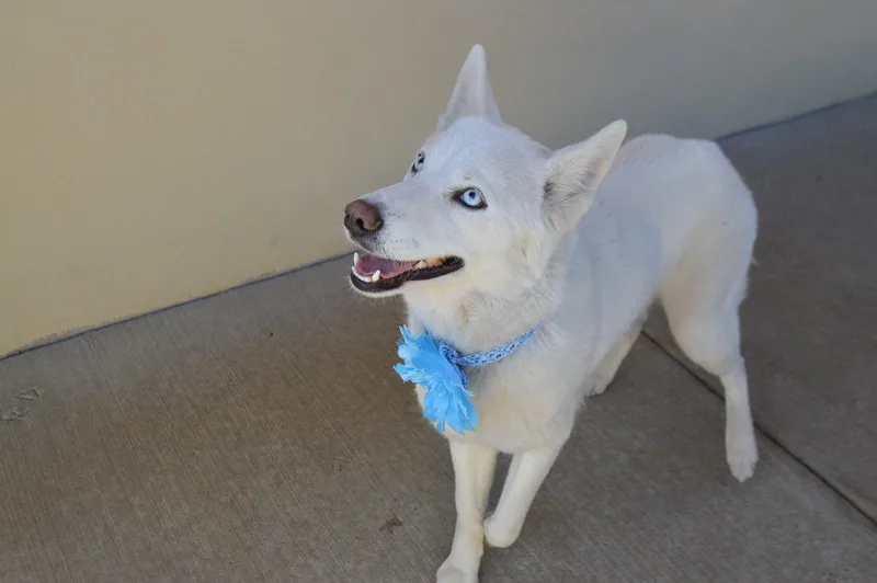 A young large-sized female Husky dog named Sprinkle Puff for adoption in McKinney, TX