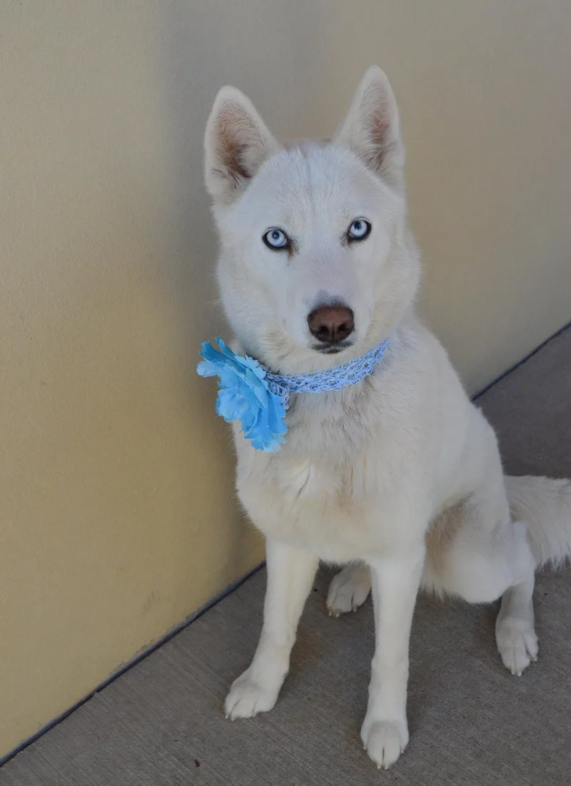 Sprinkle Puff thumbnail 2