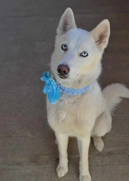 Sprinkle Puff thumbnail 3