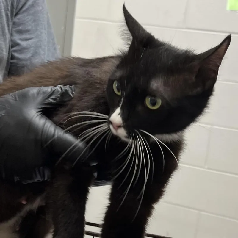 An adult medium-sized female Black Domestic Short Hair cat named Gretta for adoption in Lufkin, TX