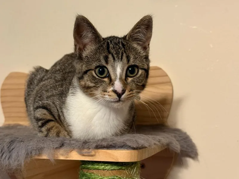 A baby medium-sized male Domestic Short Hair cat named Explorer for adoption in Cloquet, MN