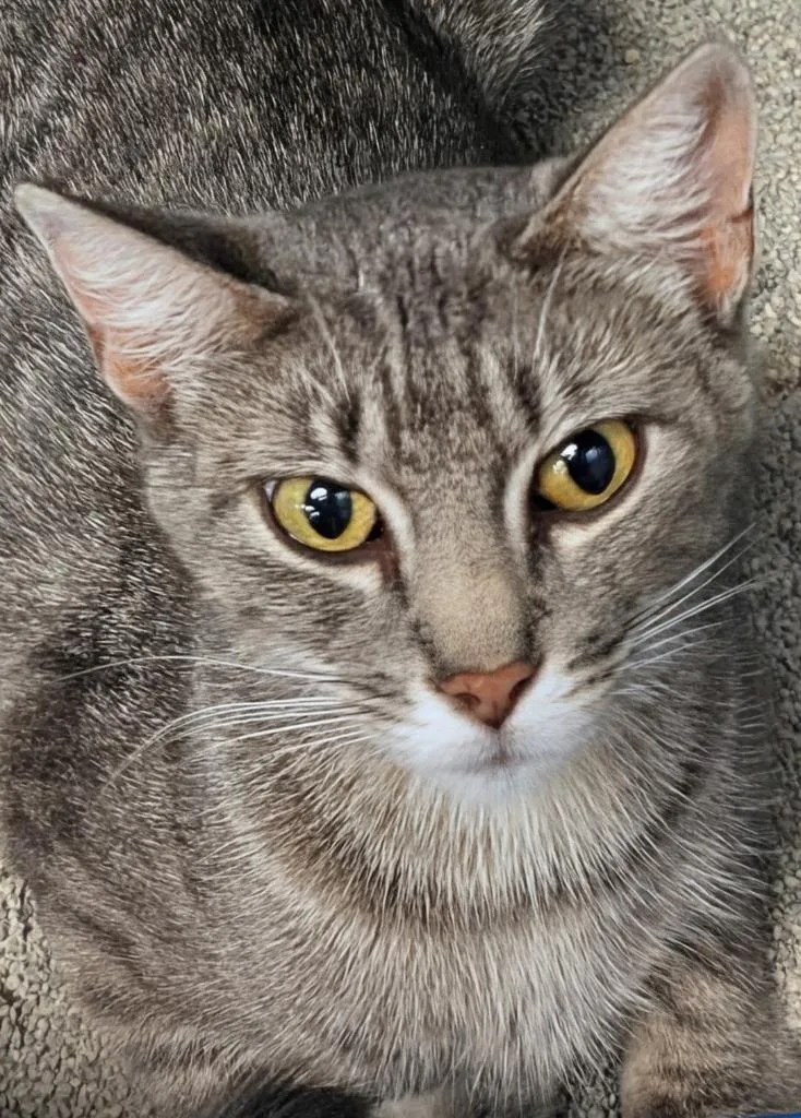 A young medium-sized female Domestic Short Hair cat named Mama May for adoption in St. Cloud, MN