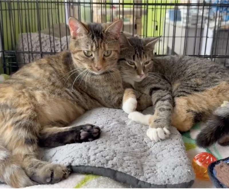 Morning Dew thumbnail 2