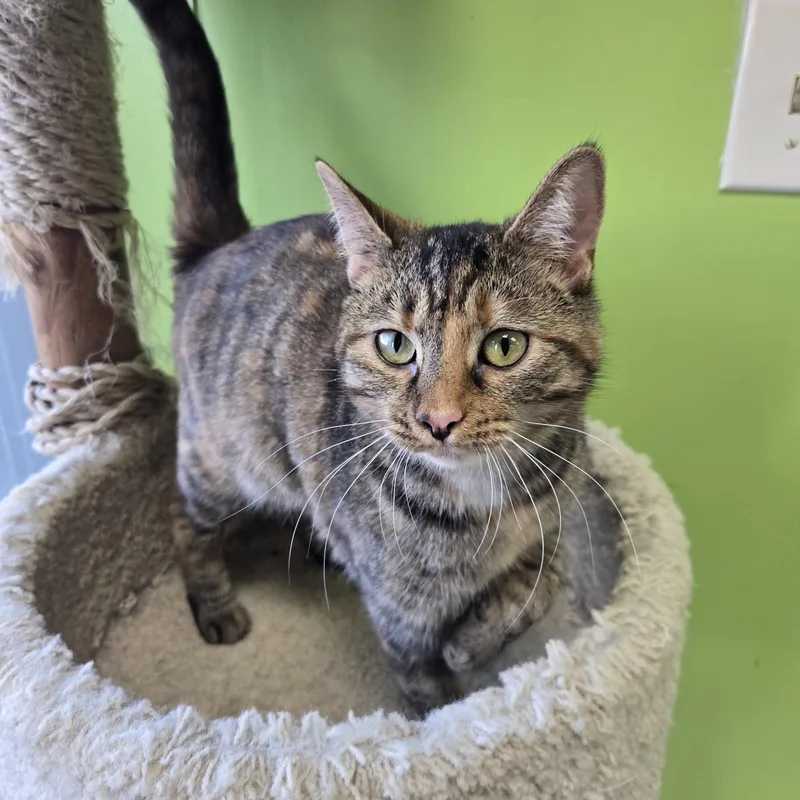 Morning Dew thumbnail 3