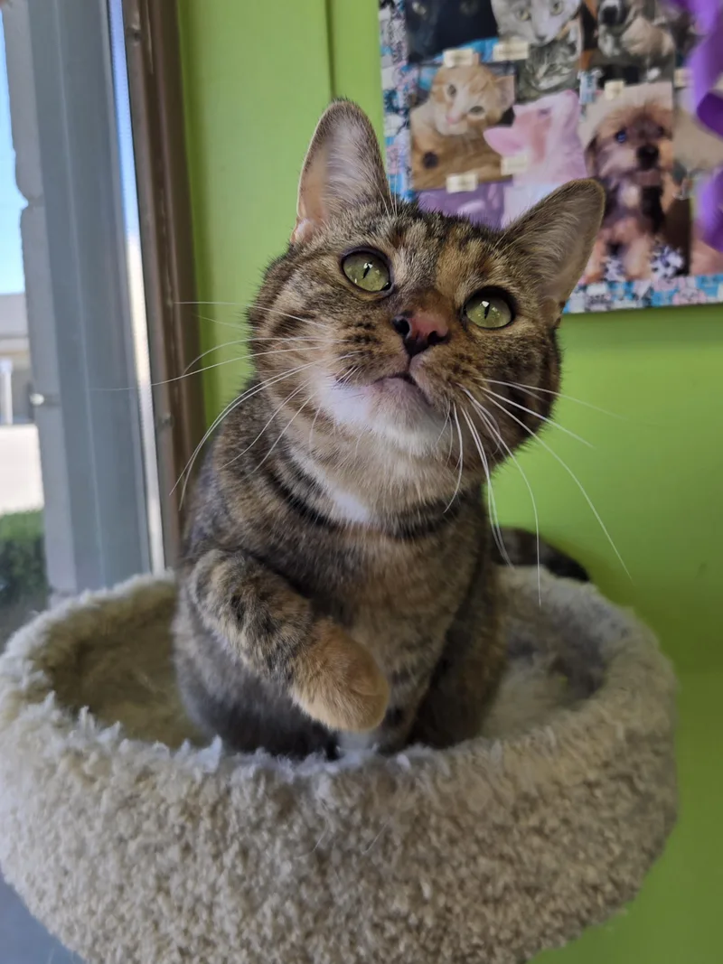 A baby medium-sized female Torbie Domestic Short Hair cat named Morning Dew for adoption in Richmond, KY
