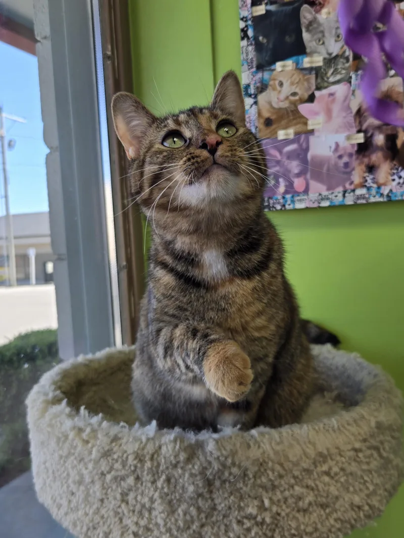 Morning Dew thumbnail 4