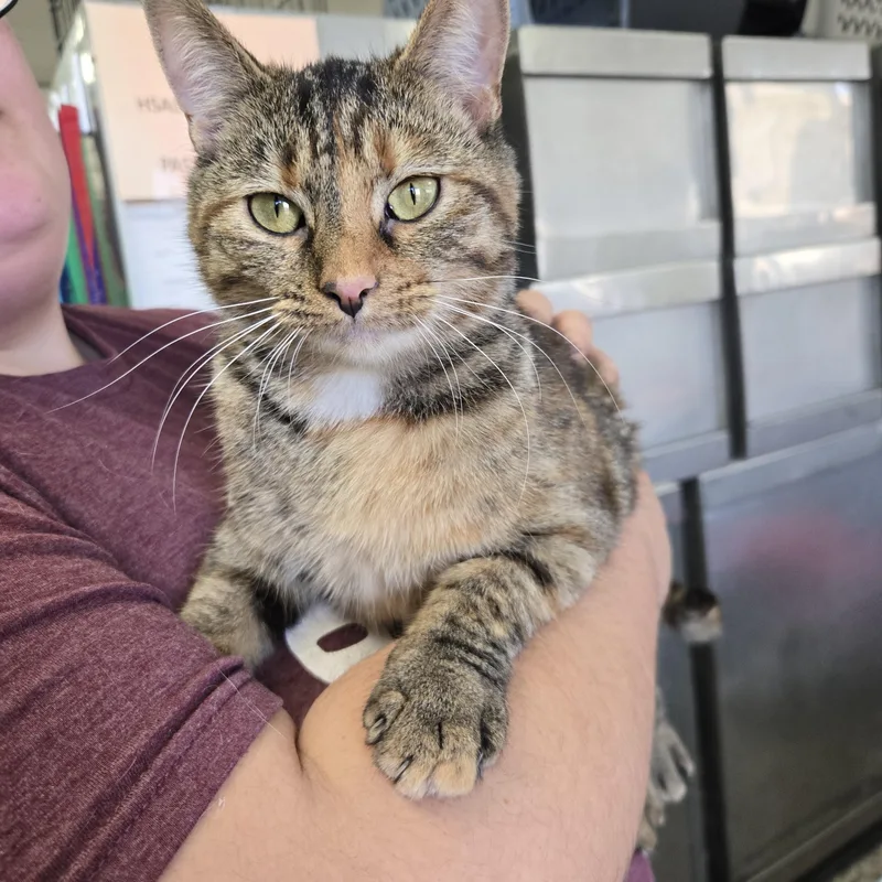 Morning Dew thumbnail 5