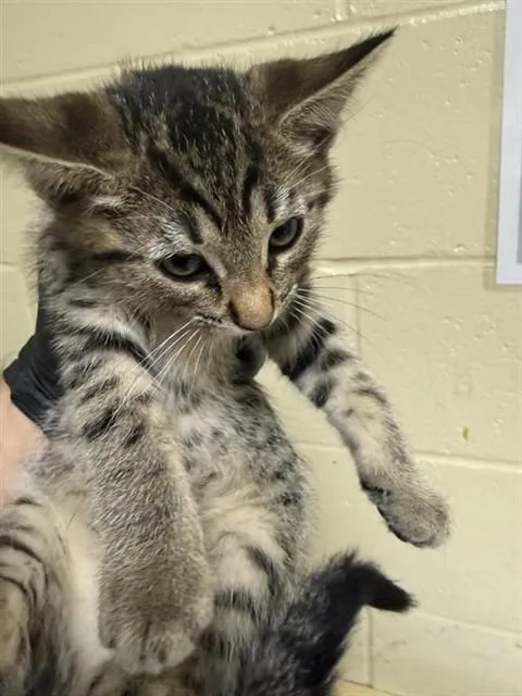 A baby small-sized female Domestic Short Hair cat named Megan for adoption in Sacramento, CA