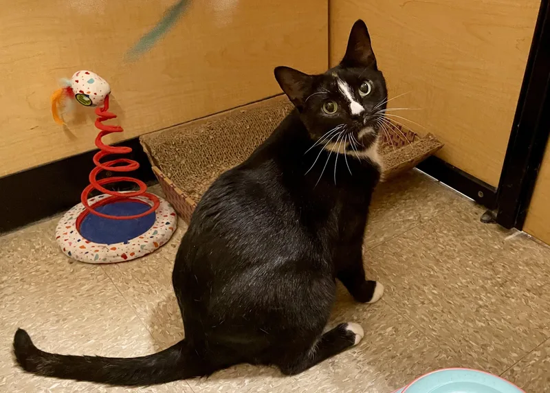 A young medium-sized female Domestic Short Hair cat named Venezia for adoption in Mayfield, NY