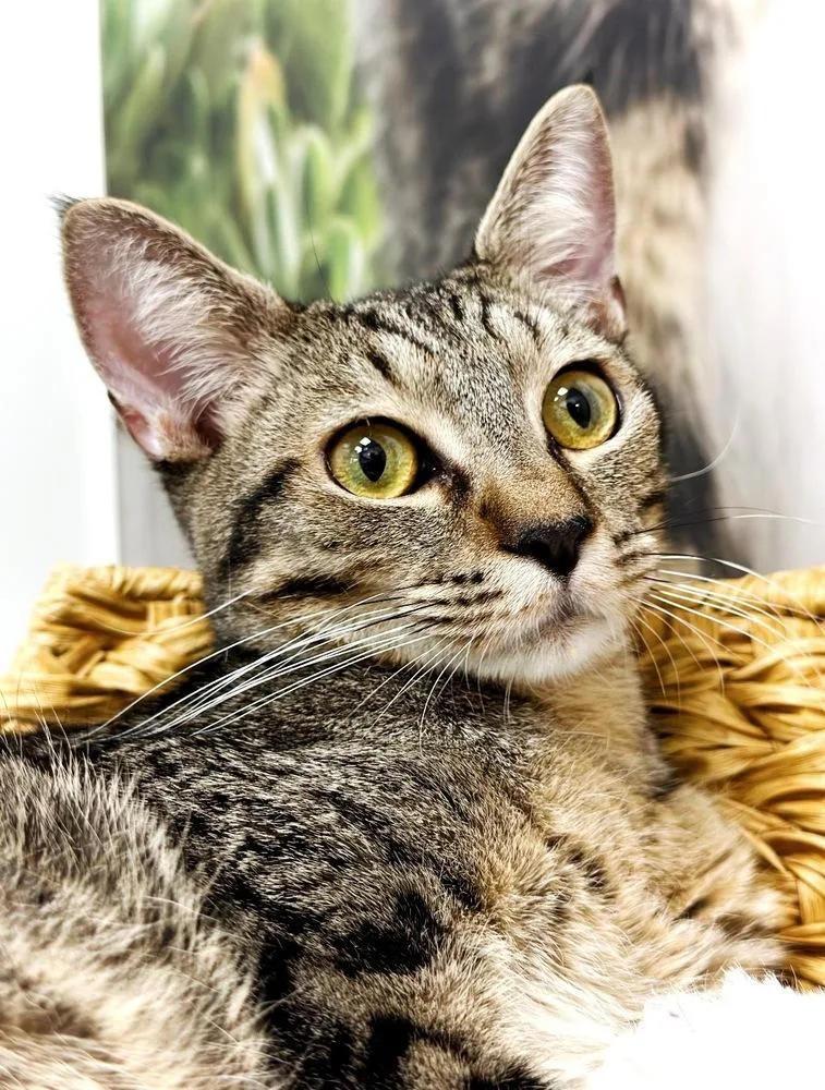 A young medium-sized male Brown / Chocolate Domestic Short Hair cat named Taquito for adoption in Deland, FL