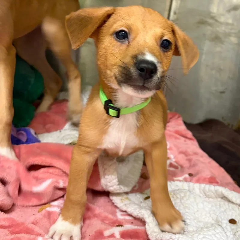 A baby medium-sized male Brown / Chocolate Mixed Breed dog named Pebbles for adoption in Austin, TX