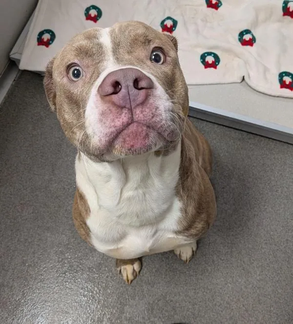 A young medium-sized male Pit Bull Terrier dog named Axle for adoption in Des Moines, IA