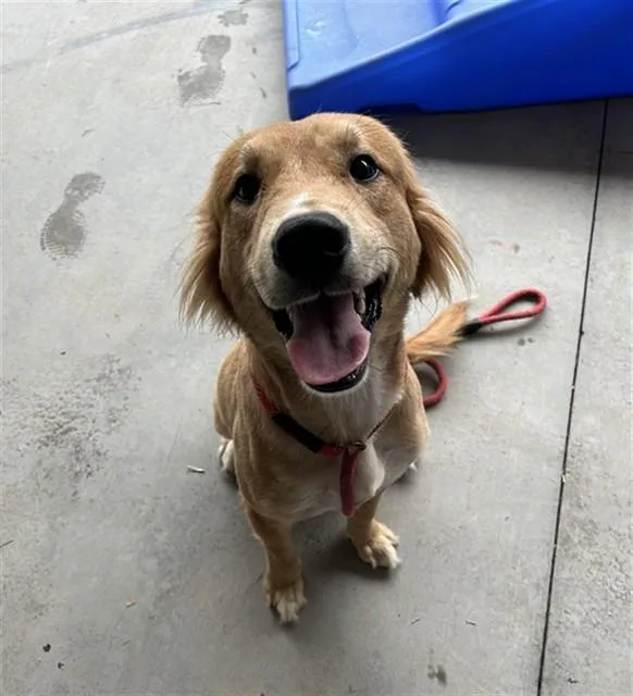 An adult large-sized male Labrador Retriever dog named Smiley for adoption in Lincolnton, NC