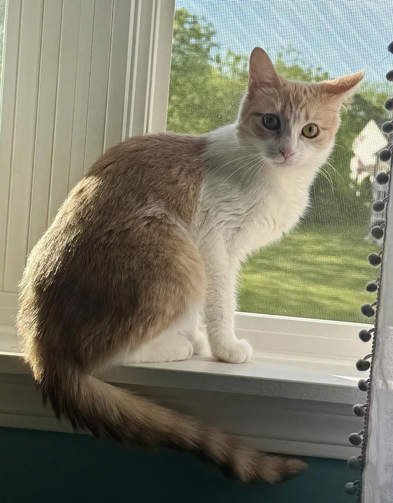 A baby medium-sized female Domestic Short Hair cat named Gabby for adoption in Island Lake, IL