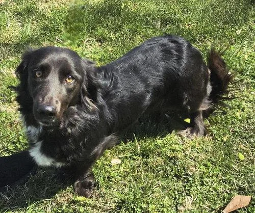 An adult medium-sized female Border Collie dog named Sava for adoption in Franklin, TN