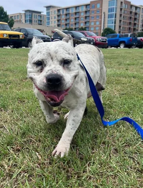 An adult medium-sized female Mixed Breed dog named Sweet Pea for adoption in Dallas, TX