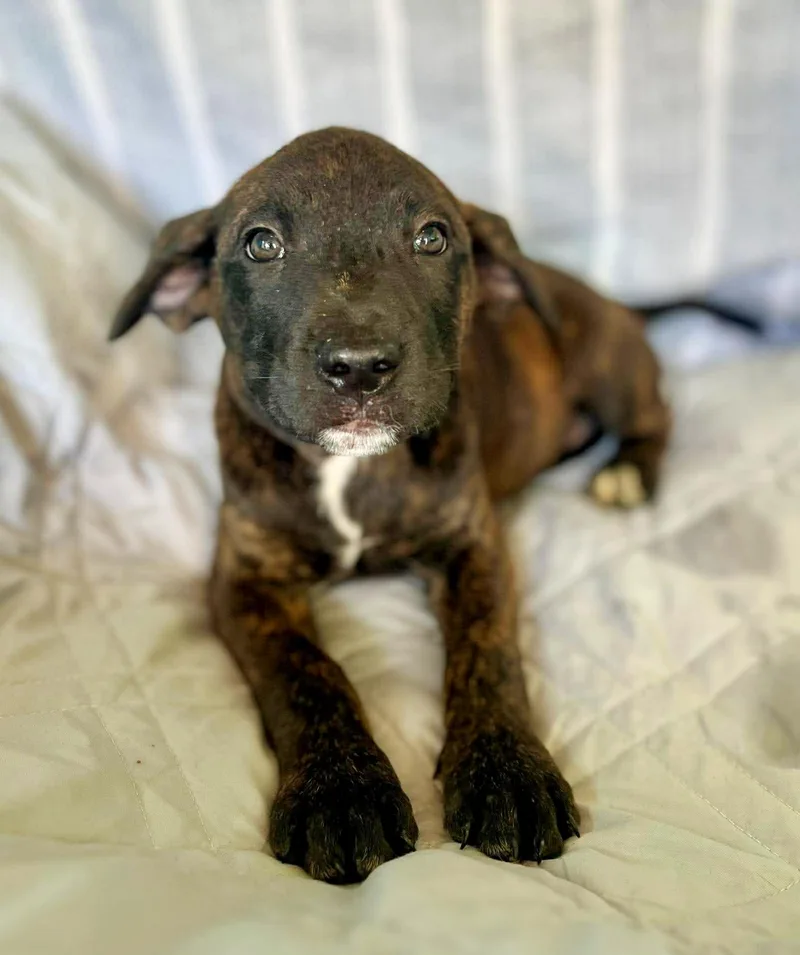 A baby medium-sized female Brindle Plott Hound dog named Zira for adoption in Gulfport, MS