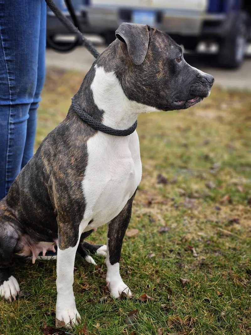 An adult medium-sized female Brindle Boxer dog named Laurel for adoption in Bay City, MI