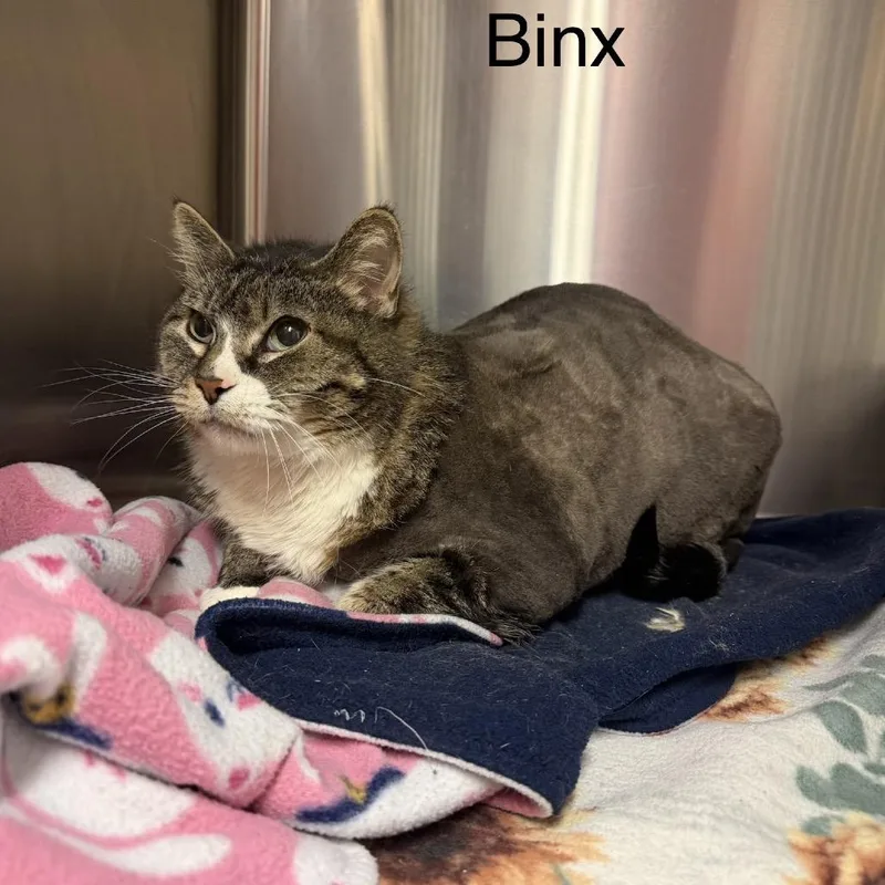 Binx Meet me at