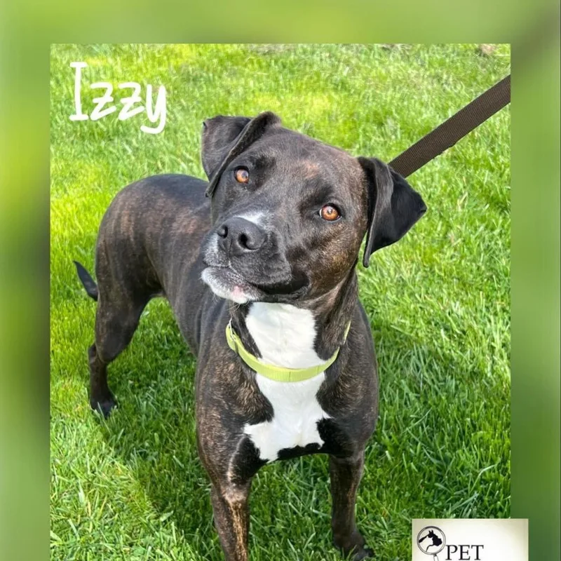 Izzy thumbnail 2