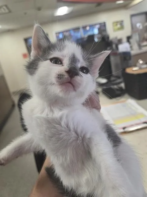 A baby small-sized female Domestic Short Hair cat named A for adoption in Louisville, KY