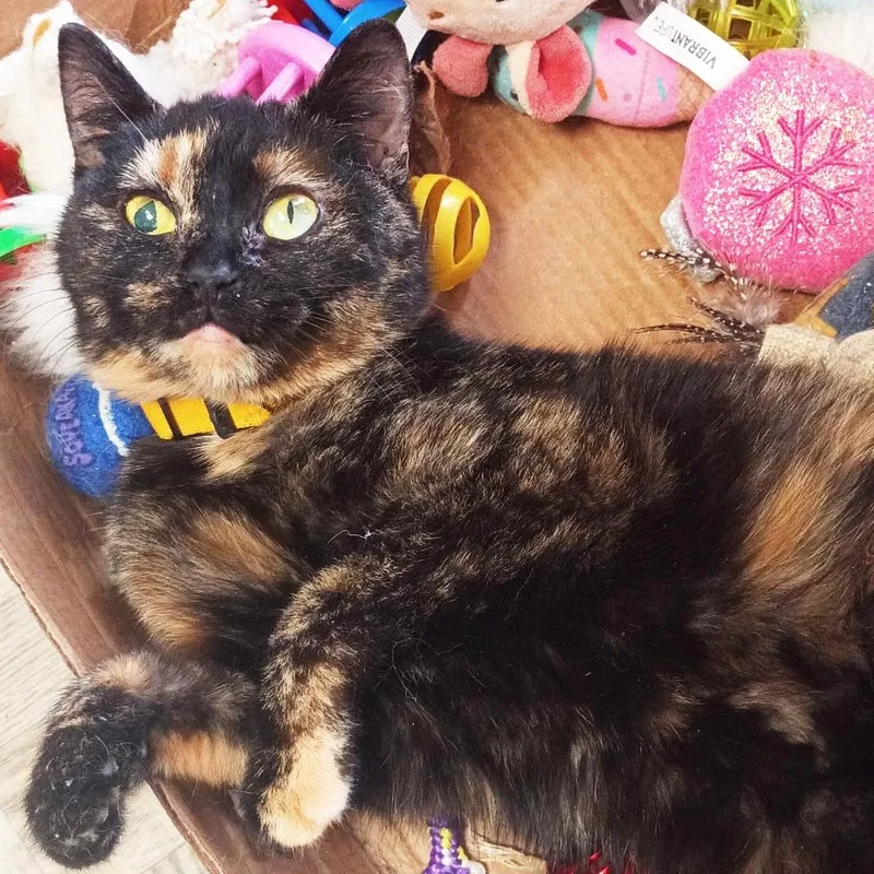 An adult small-sized female Tortoiseshell Domestic Short Hair cat named Popsy for adoption in Mansfield, OH