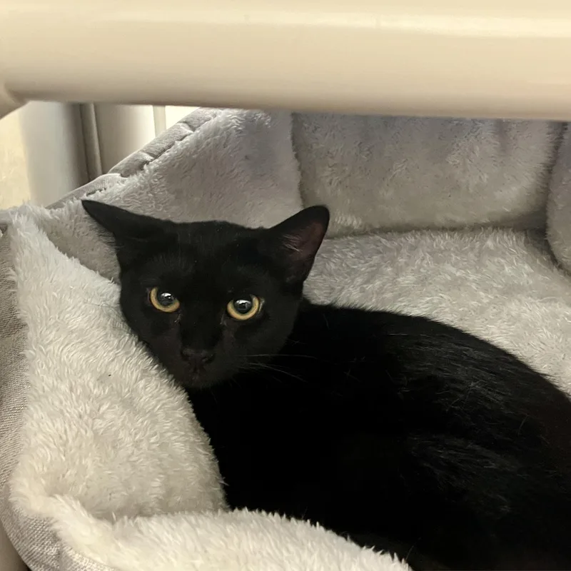 A baby medium-sized female Black Domestic Short Hair cat named Maxine for adoption in Norwalk, CT