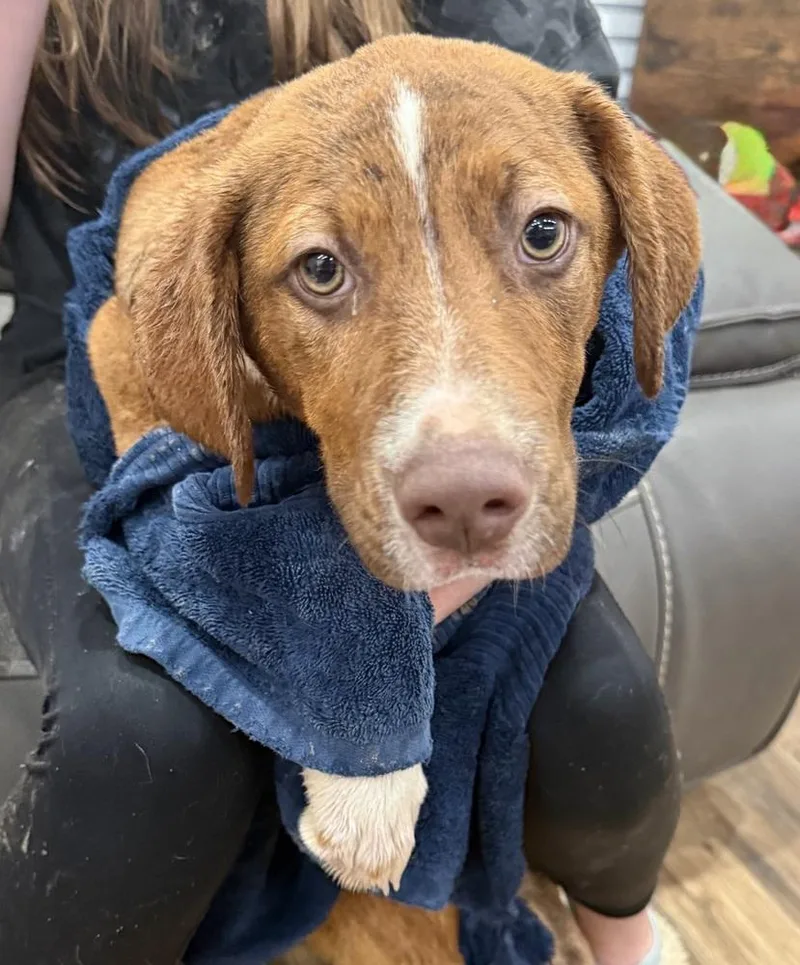 A baby medium-sized male Hound dog named Snickers Sweets for adoption in Boston, MA