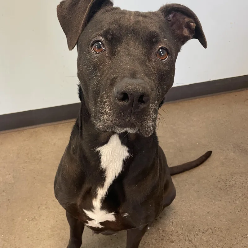 An adult large-sized female Black Mixed Breed dog named Candle for adoption in Mishawaka, IN