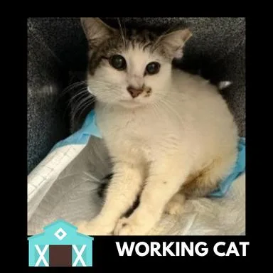 A young medium-sized female White Domestic Short Hair cat named Lemon Shark for adoption in Sarasota, FL