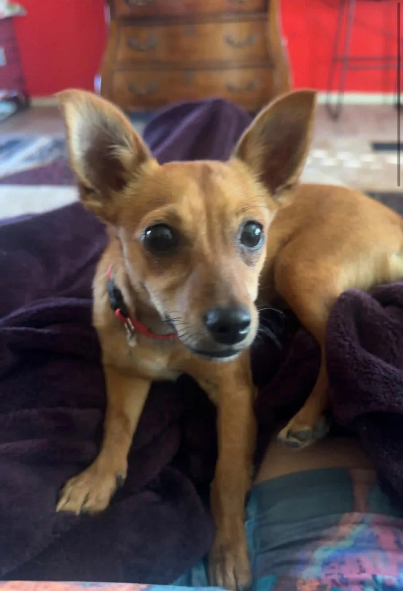 A young small-sized male Dachshund dog named Nugget for adoption in Chandler, AZ