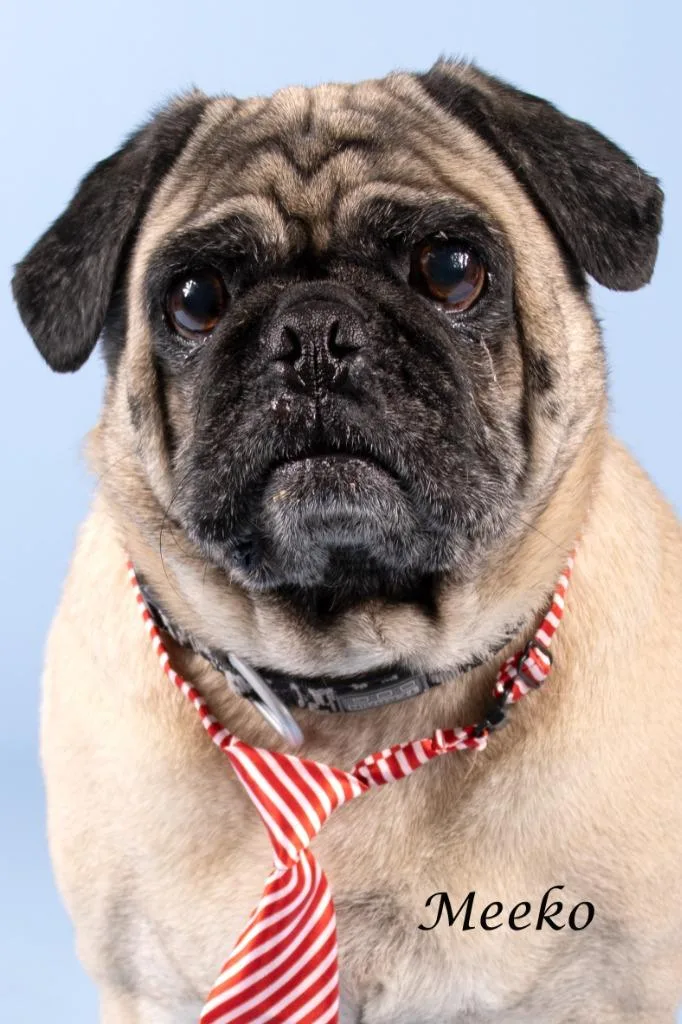 An adult small-sized male Pug dog named Meeko for adoption in Gilbert, AZ