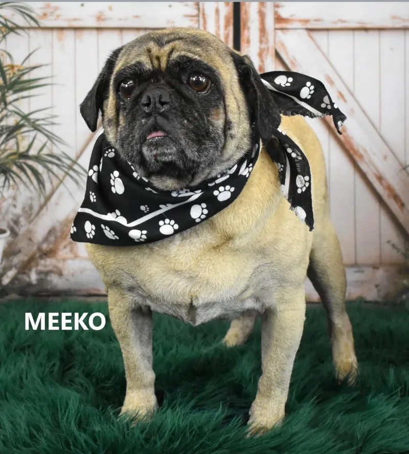 Meeko thumbnail 2