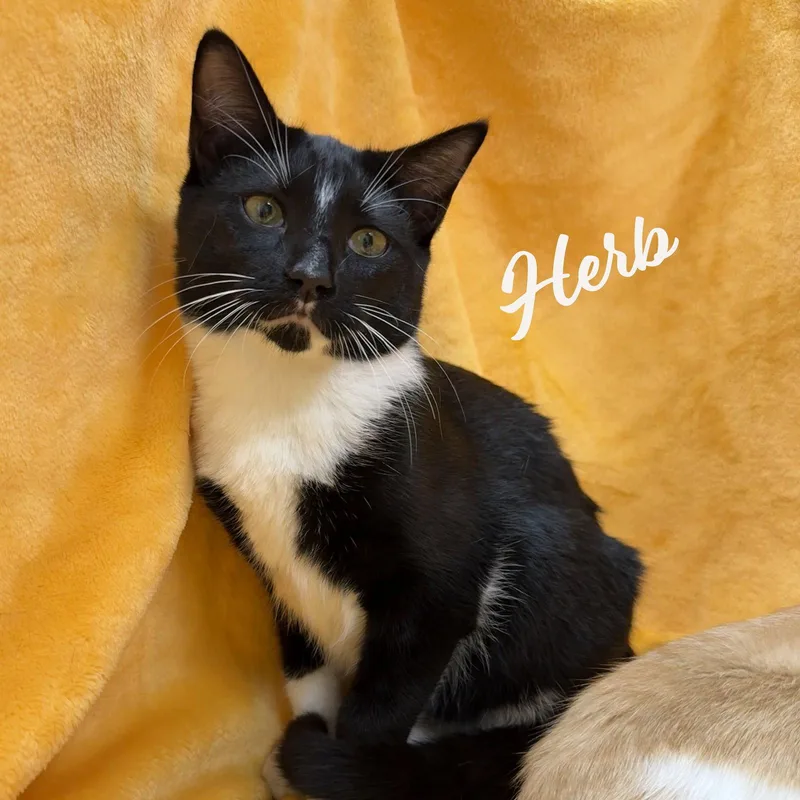 Herb Brotherofclementine