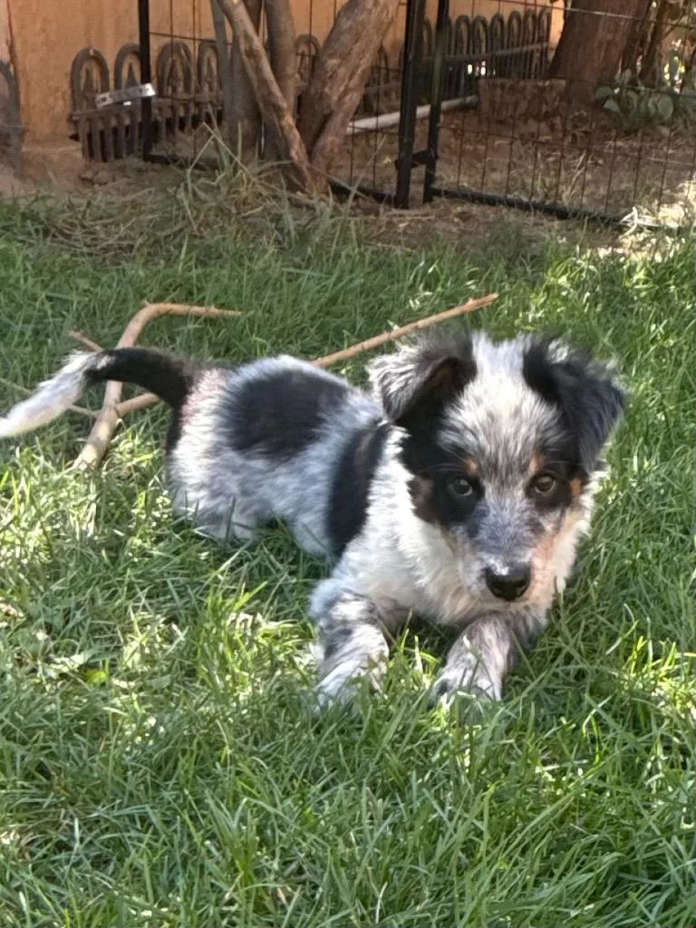 A baby medium-sized female Australian Cattle Dog / Blue Heeler dog named Maloura for adoption in Fort Lupton, CO