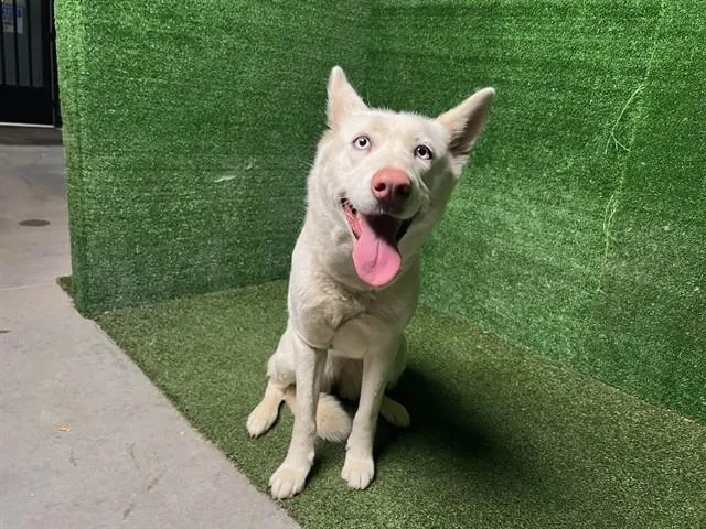 A young medium-sized female Husky dog named Akira for adoption in Lancaster, CA