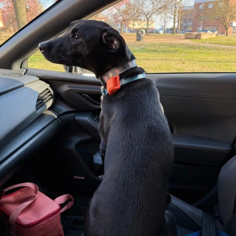 A young medium-sized female Black Labrador Retriever dog named Onyx for adoption in Baldwin, MD